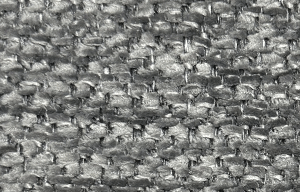 Formica-18 Keten Kuma�