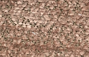 Monte-4801 Dokuma Kuma�