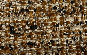 Jessy-40505 Dokuma Kuma�